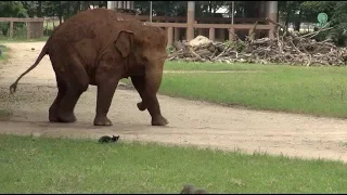 Adorable elephant attempt to play with a cat - ElephantNews