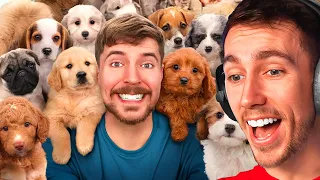 Reacting To "I Rescued 100 Abandoned Dogs!"