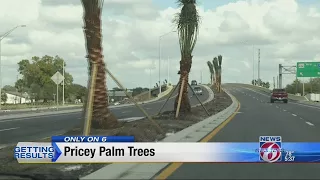 Pricey Palm Trees