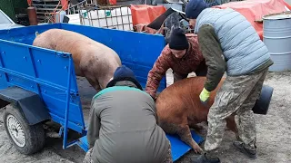 Посівальник Ярош,Віджав у мені дві свині‼️Халепа в господарстві‼️Я припиняю збір на Л 200‼️