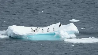 Fierce Fridays: Life Antarctica - 8 great gentoo penguins polar plunge! (penguin Antarctica penguin)