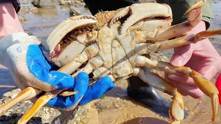 Bread Crab & Huge Crab, and so many octopuses!