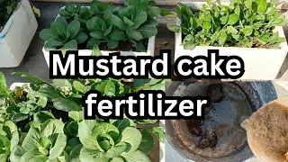 Rose plant fertilizer | Mustard cake liquid fertilizer | How to grow Spinach | Gardening