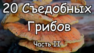 20 Съедобных Грибов В Которых Нельзя Ошибиться! Часть 2