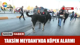 Taksim Meydanı'nda köpek alarmı