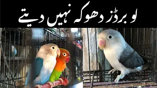 College road birds market Rawalpindi | love birds prices | love Birds@zakirhussainshah6234