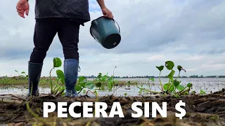 Recolección de peces, animalitos, plantas y microfauna, ACUARIO URBANO, PESCA URBANA