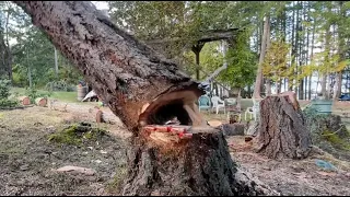 OH NO! , Rotten tree felling, I took a Chance !