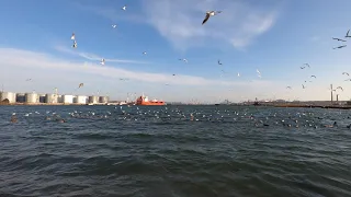 GoPro 8, 4K 60L, Черноморск, мост, чайки