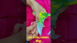 How to clip a budgies wings /Cut, Trim bird's flight feathers✂️🦜