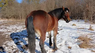 Жеребець Гордий💪на продажу🐴 і його подружка першеронка 💫коні ваговози. Тернопільщини коні в Україні