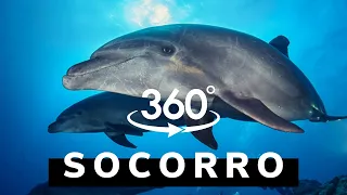360° Scuba dive with sharks, dolphins, and manta rays in Socorro | VR 360 video in 4K
