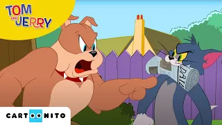 Tom și Jerry | Câinele Tom | Cartoonito