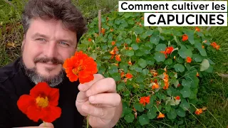 🌼Comment cultiver les CAPUCINES🌼