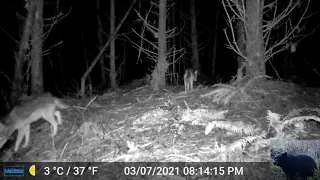 Coyote Hunting Mice in Front of Our Trail Camera