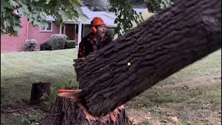 Hybrid Husqvarna 372xp Break-in procedure, felling and Bucking firewood.