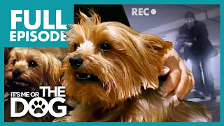 Dogs Stolen From Their Owners: Widget and Gizmo | Full Episode | It's Me or the Dog