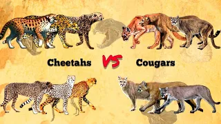 CHEETAHS VS COUGARS - Size Comparison | Extant vs Extinct | All Subspecies.