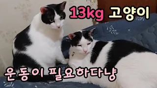 주변이 산과 밭으로 둘러쌓인 곳에서 13kg고양이가 집을 나갔어요[고양이탐정]How to find a lost cat