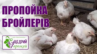 Пропойка бройлерів