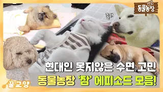 [꿀교양/SUB] 현대인 못지않은 동물들의 수면 고민😴 동물농장 특이한 ‘잠’ 에피소드 모음집! #TV동물농장 #AnimalFarm #SBSstory