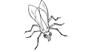 How to Draw a Fly / Как нарисовать муху