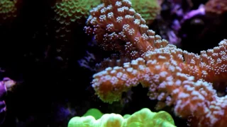 Нано риф. 50 литров моря. 8 месяцев.