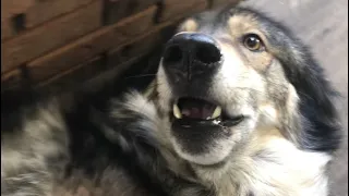 Petting An Aggressive* Wolf