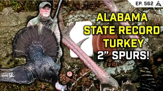 The Spurmaster, Garry Vines - STATE RECORD Gobbler, 2 INCH SPURS! - EP 562