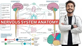 autonomic nervous system anatomy | sympathetic nervous system | parasympathetic nervous system