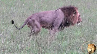 Brothers Of Casper The White Lion Protects The Satara Lion Pride And Cubs