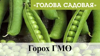 Голова садовая - Горох ГМО