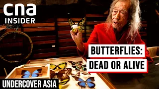 Wings Of Desire: Asia's Illicit Butterfly Trade | Undercover Asia