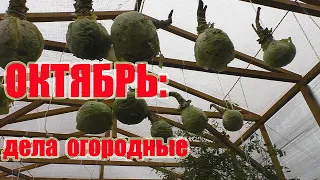 Октябрь - дела огородные