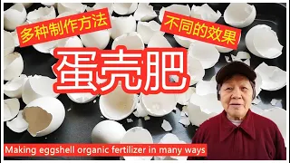 How to make eggshell organic fertilizer (English Subtitles)