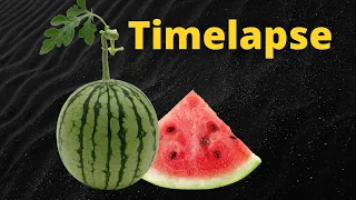 WATERMELON Plant GROWS from Seed Before Your Eyes in TIME LAPSE!