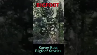 Bigfoot Destroying Trees???😨😨 #Bigfoots testimony