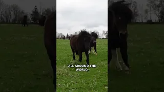 Shetland Ponies!! 😍