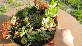 Композиція сукуленти # succulent#суккуленты#