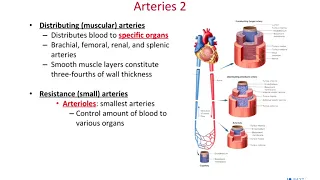 BIOL 314 Ch 20 Blood Vessels 2019-09-24