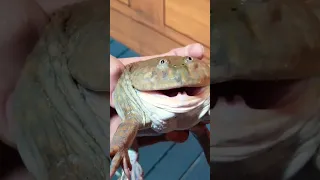 Top 10 budget frogs screaming big bellies [REUPLOAD]