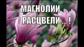 Весна. Магнолия красиво расцвела - красивые цветы магнолии.