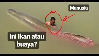 Ikan nomer 5 dilarang hidup di Indonesia, berikut 5 Ikan sungai terbesar di dunia