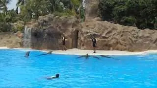 Dolphin show in the Loro Park Tenerife. Шоу дельфинов в Лоро парке Тенерифе