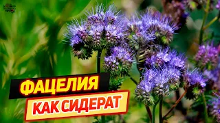 Фацелия как сидерат — описание, когда сеять и перекапывать