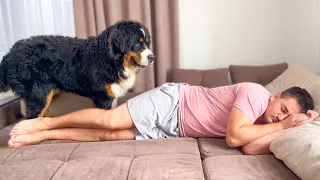 Bernese Mountain Dog Wakes Me Up!