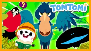 Unusual Birds🪶 | Unusual Series | Animal Song | Birds Song | Kids Song | TOMTOMI