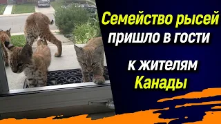 🐈 Семейство рысей пришло в гости к жителям Канады 🐈