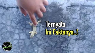 Kenapa Allah Menciptakan Cicak, Kalau Hanya untuk Dibunuh?