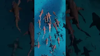 Акулы-няньки или nurse sharks - небольшие акулы, в среднем 2,5 - 3,5м. Мальдивы